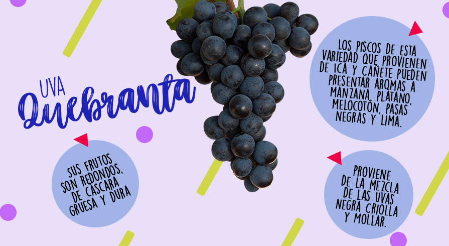 &amp;nbsp;

&amp;nbsp;



6. Quebranta

&amp;nbsp;

La uva quebranta proviene de la mezcla de las uvas Negra Criolla y Mollar. Sus frutos son redondos, de cáscara gruesa y dura. Los piscos de esta variedad que provienen de Ica y Cañete pueden presentar aromas a manzana, plátano, melocotón, pasas negras y lima.
