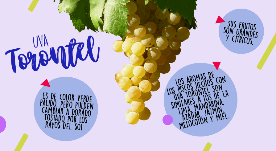&amp;nbsp;



7. Torontel

&amp;nbsp;

Los aromas de los piscos hechos con uva torontel son similares a los de la lima, mandarina, azahar, jazmín, melocotón y miel. Sus frutos son grandes y cítricos. Los frutos de esta uva son de color verde pálido, pero pueden cambiar a dorado tostado por los rayos del sol.