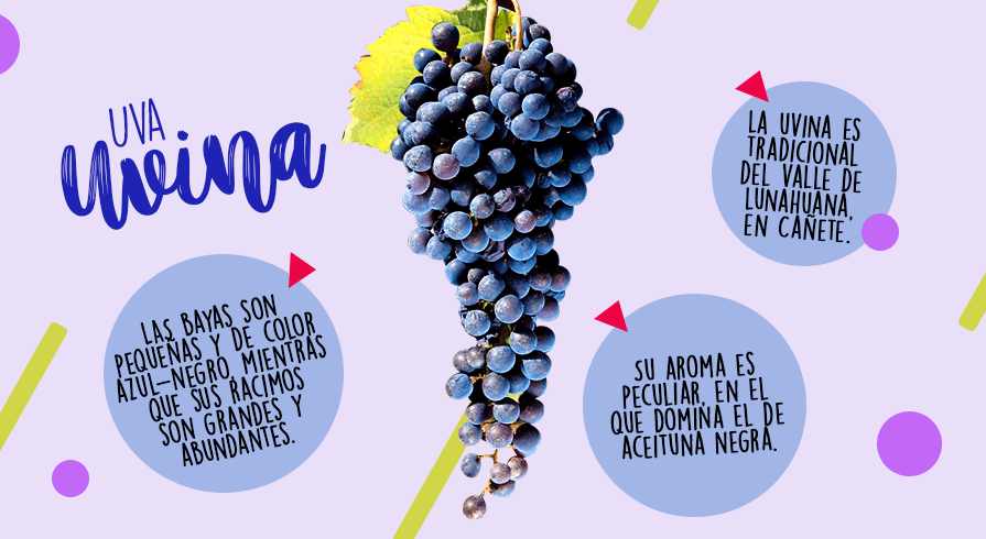 &amp;nbsp;



8. Uvina

&amp;nbsp;

La uvina es tradicional del valle de Cañete, en Lunahuana, Pacarán y Zuñiga. Las bayas de esta variedad son pequeñas y de color azul-negro, mientras que sus racimos son grandes y abundantes. Su aroma es peculiar, en el que domina el de aceituna negra.