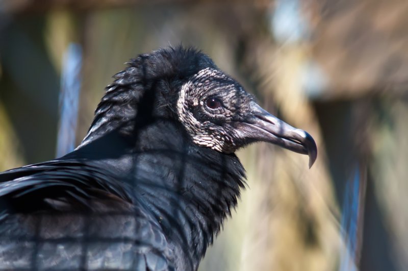 5 cosas que seguro no sabías sobre los gallinazos