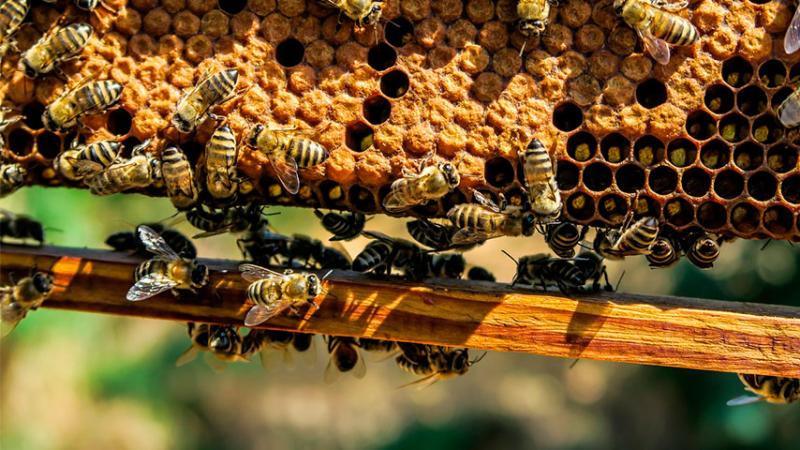 Miel de abeja